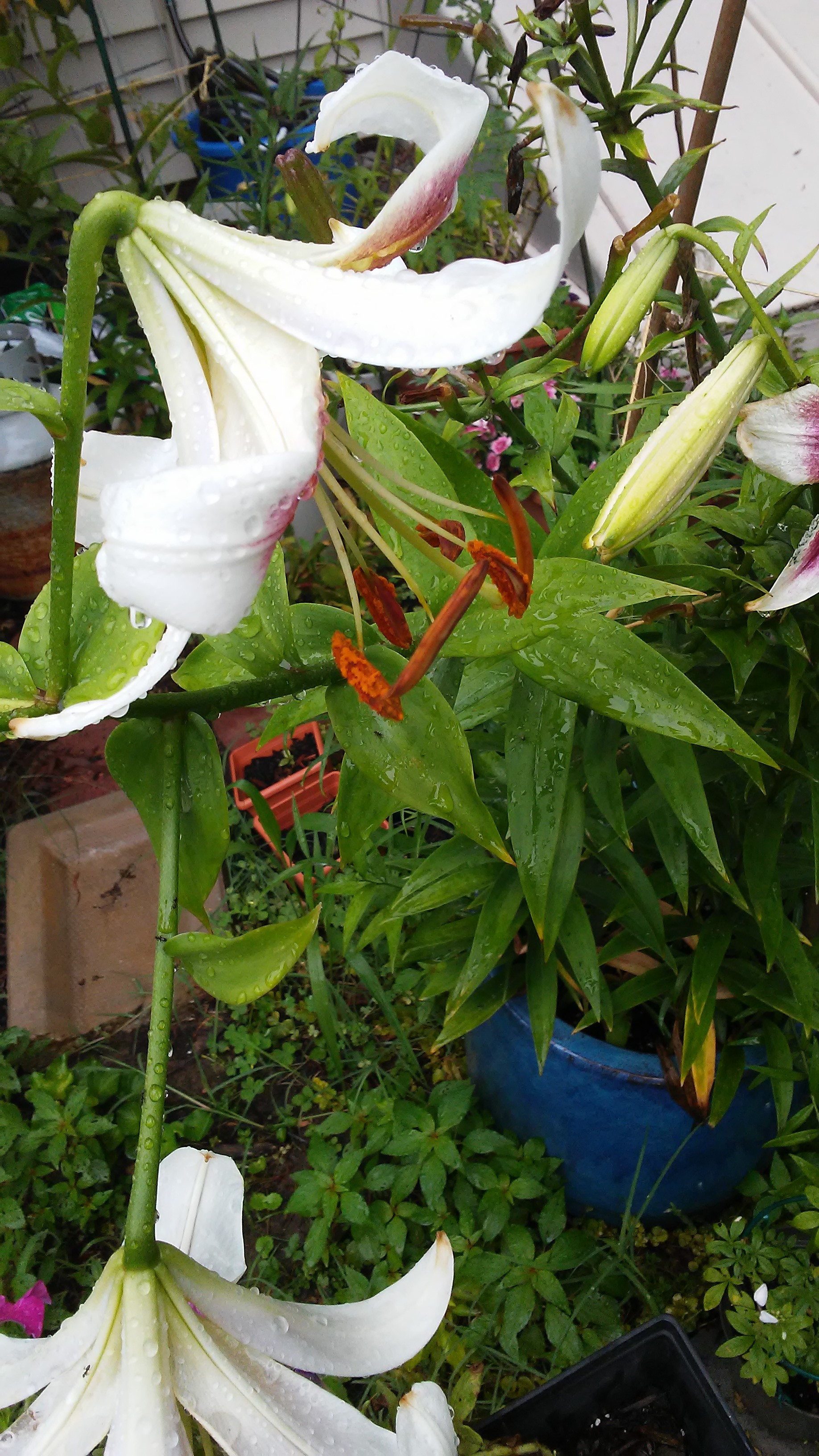 Lilies July 2017 004.jpg