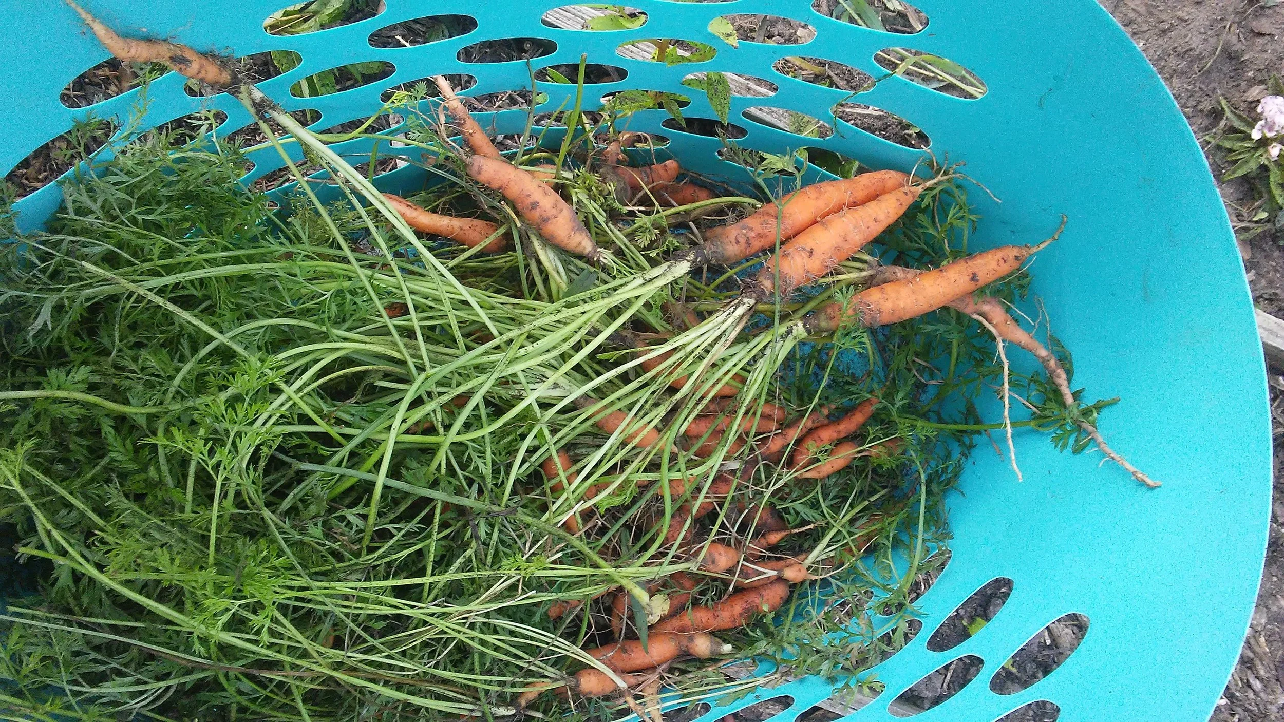 Despite great heat in August, and only occasional rain, this morning I dug a great harvest of delicious carrots, sown in April from a 50 cent packet of seeds. Grateful!