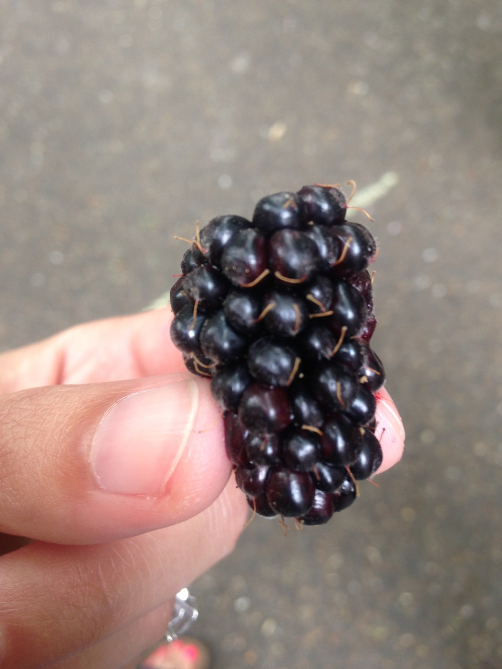 Marionberry