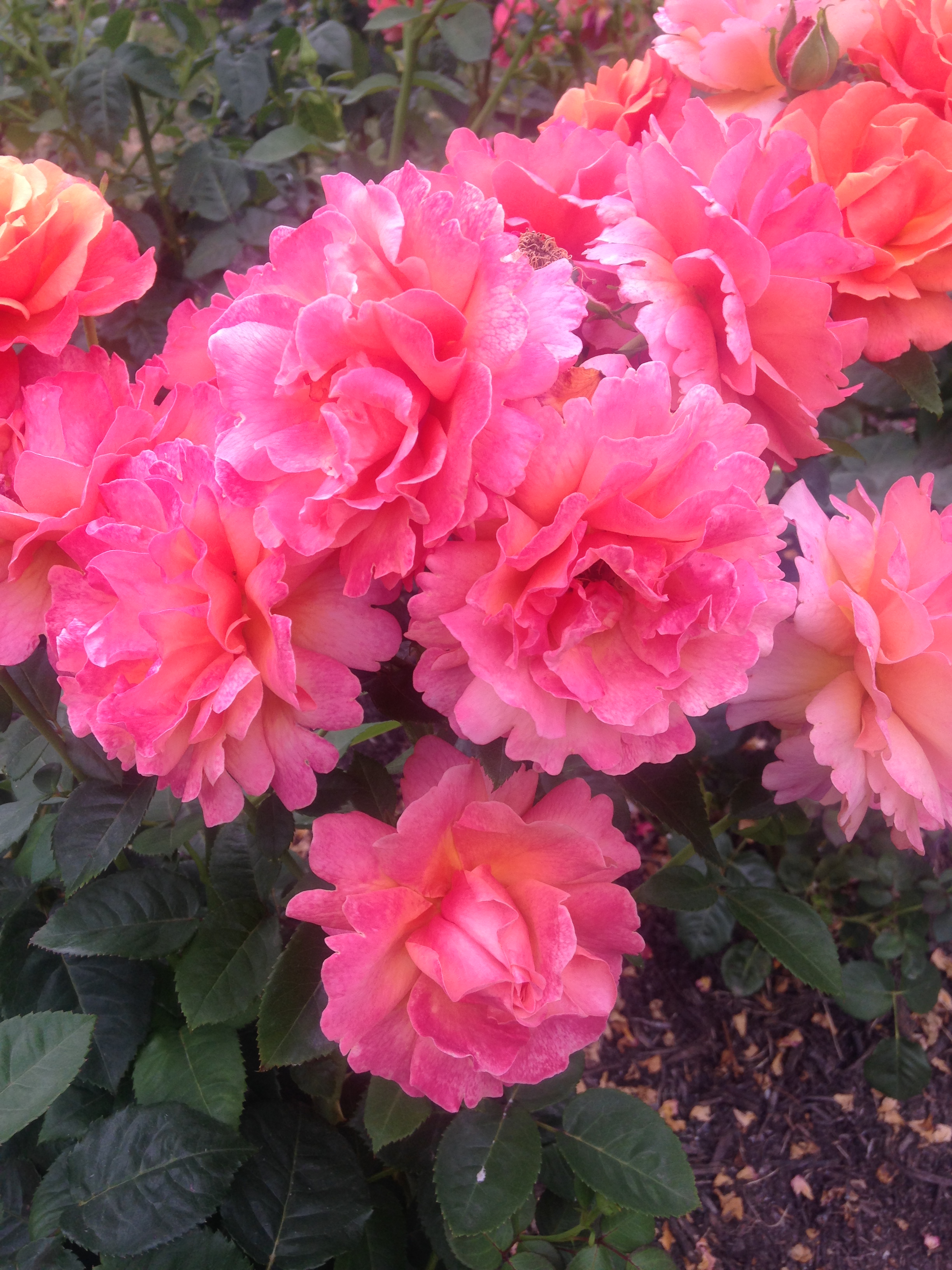 2015-06-27 11.39.34.jpg