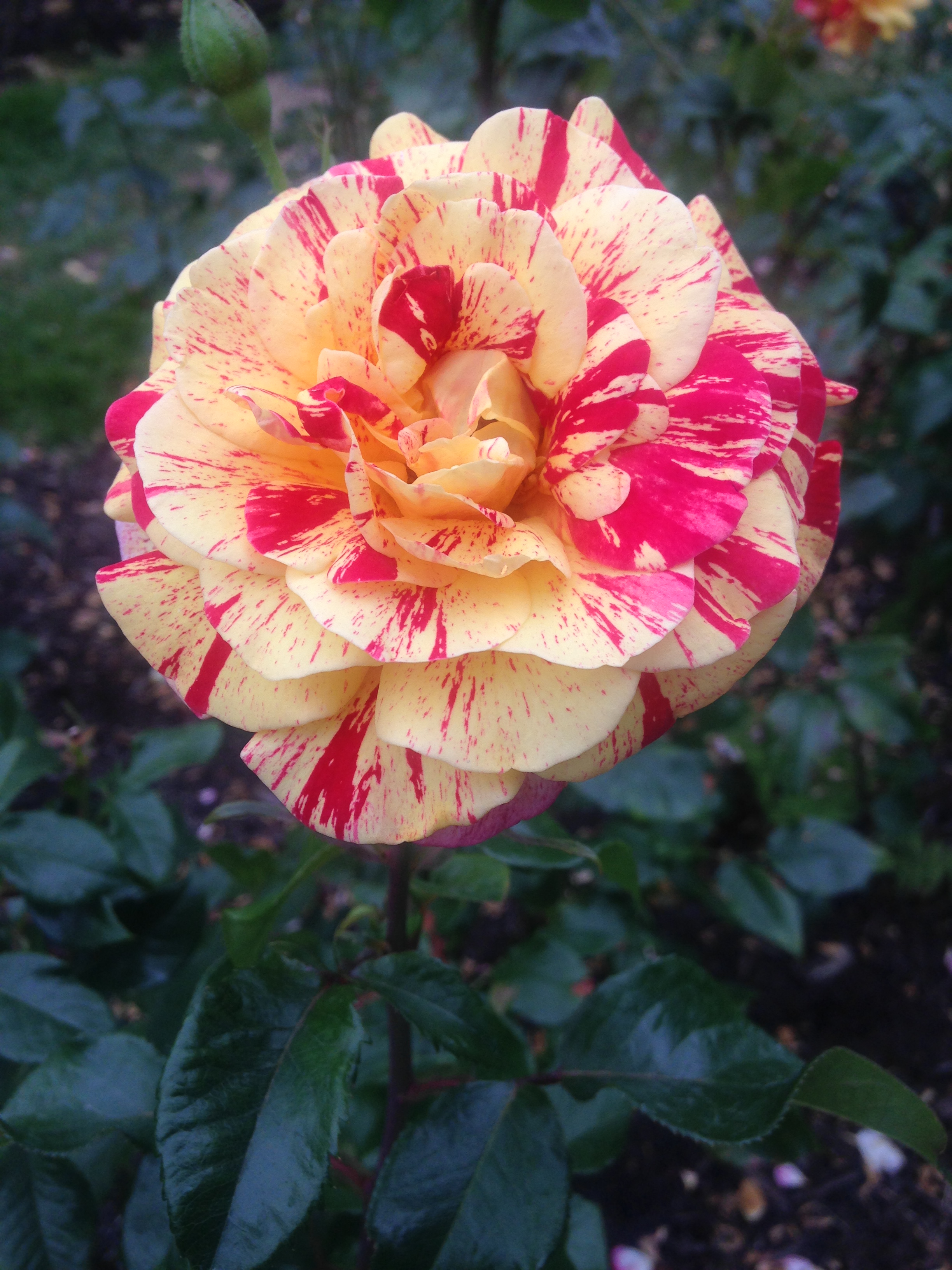 2015-06-27 11.47.28.jpg