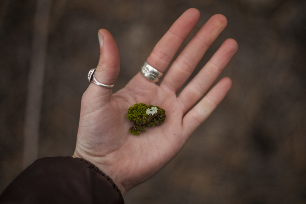 One variety of moss found in Colorado 