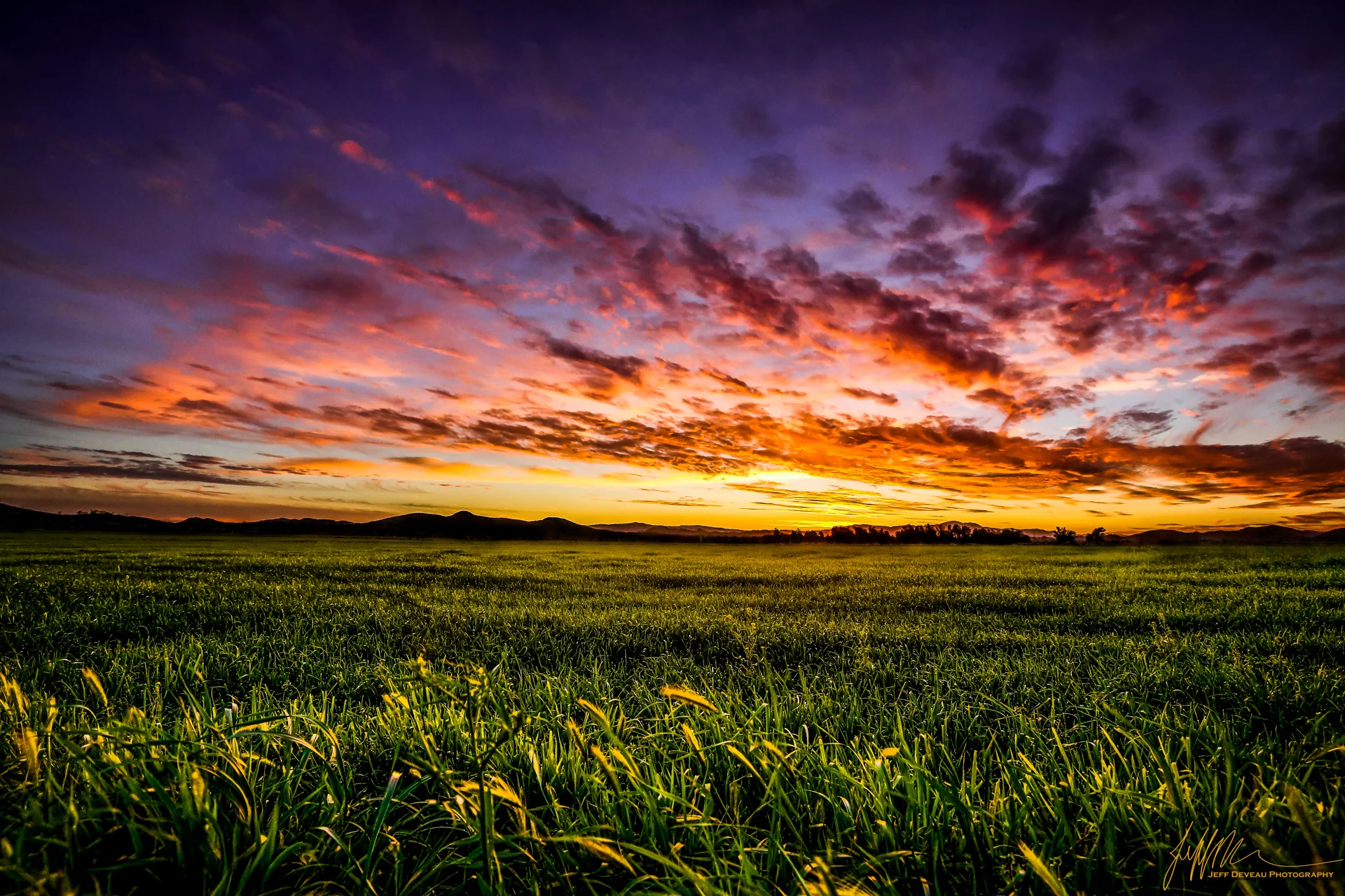 The Grass Waves Farewell