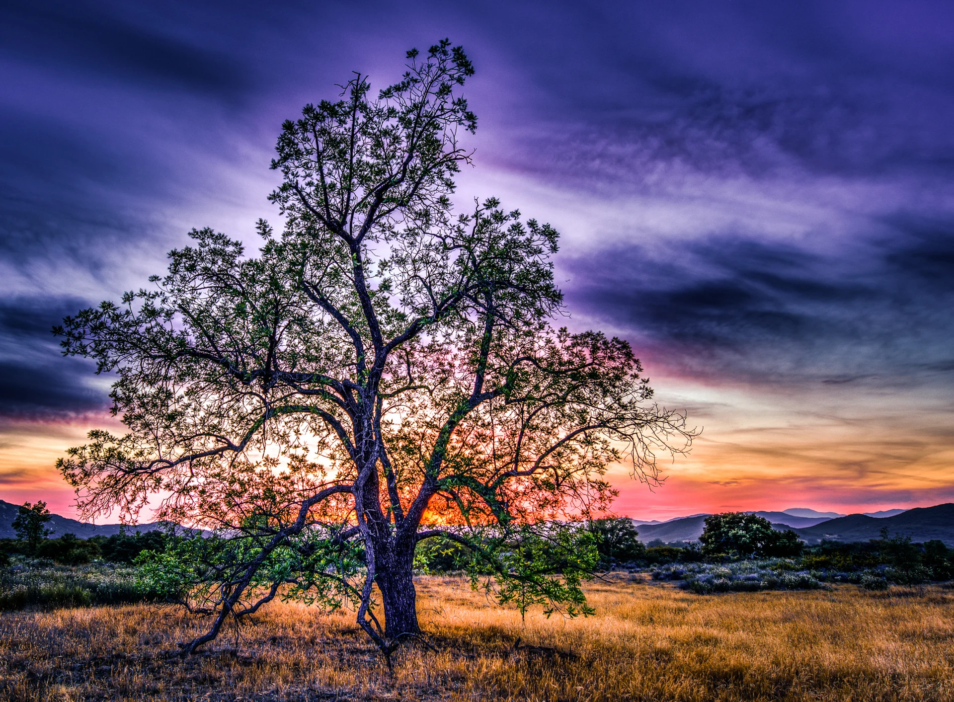 The Wind Plays The Song of Pastel.