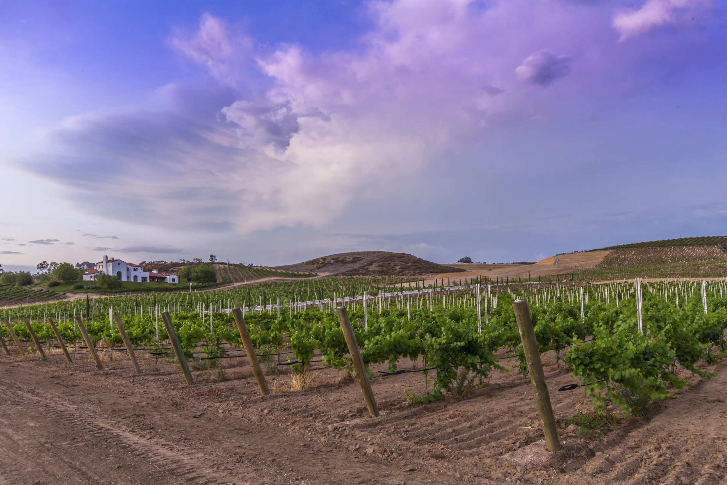 Temecula Vineyard (Adobe RGB 1998 - 300DPI).jpg