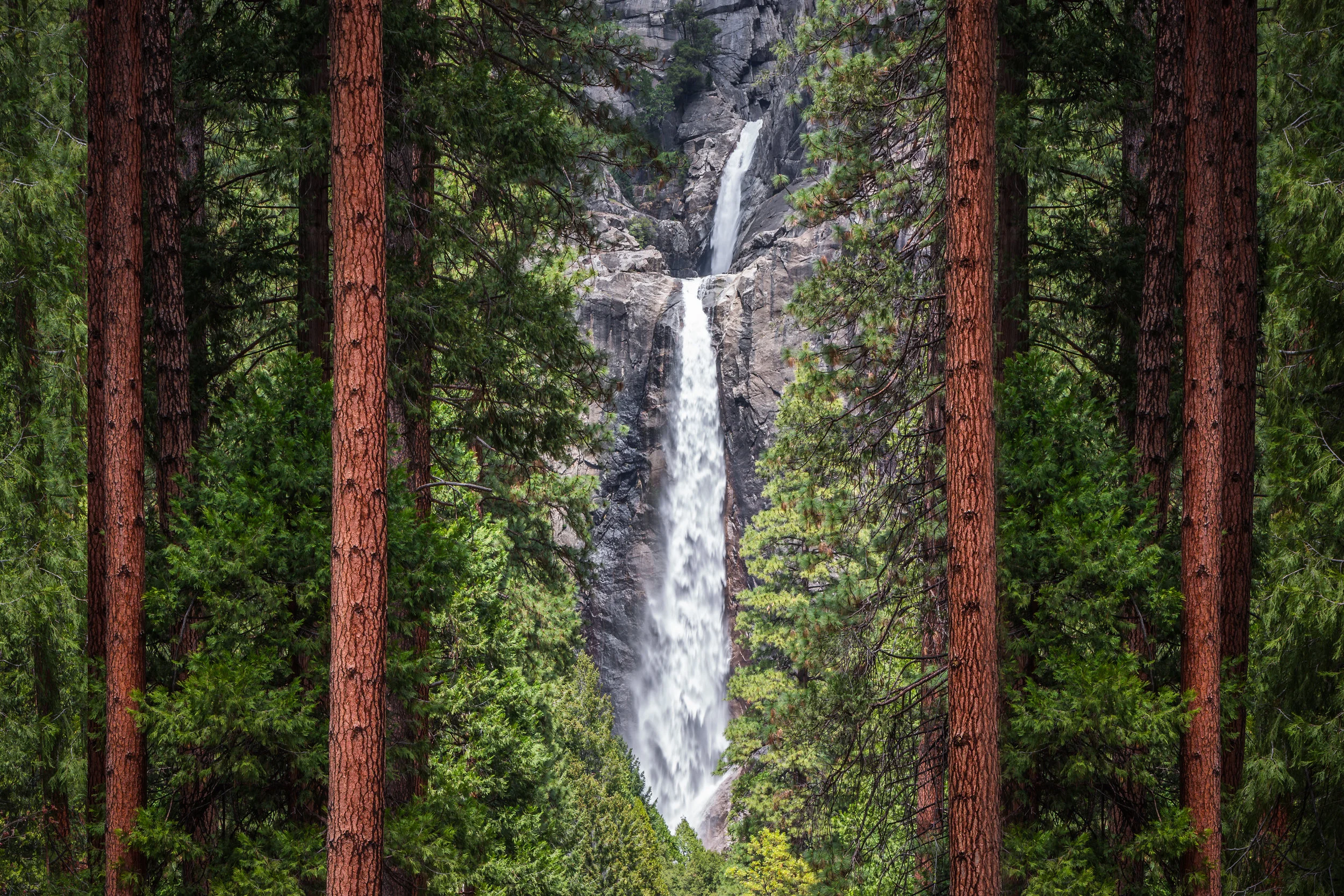 A View Through the Trees.jpg
