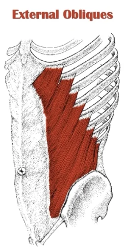 external-obliques.jpg