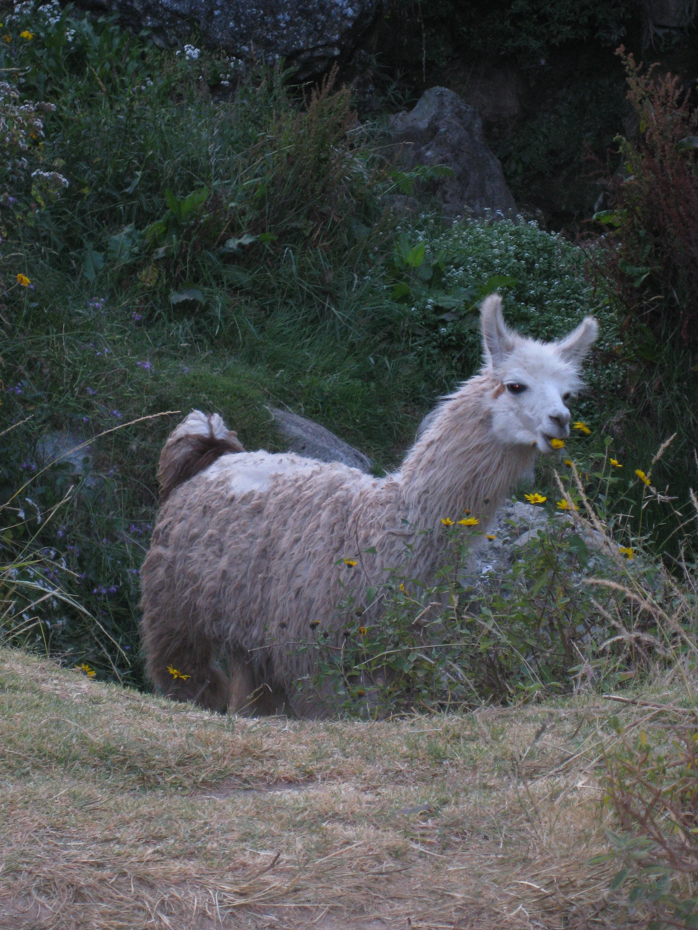 IMG_1500.jpg