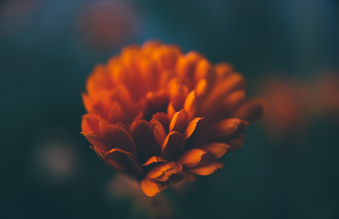photo by Dylan Luder
