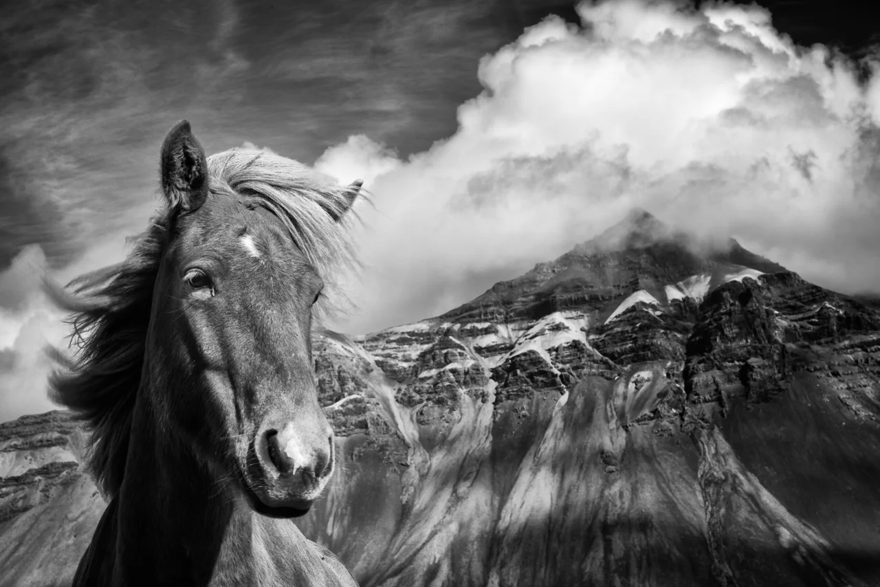 Iceland Pony