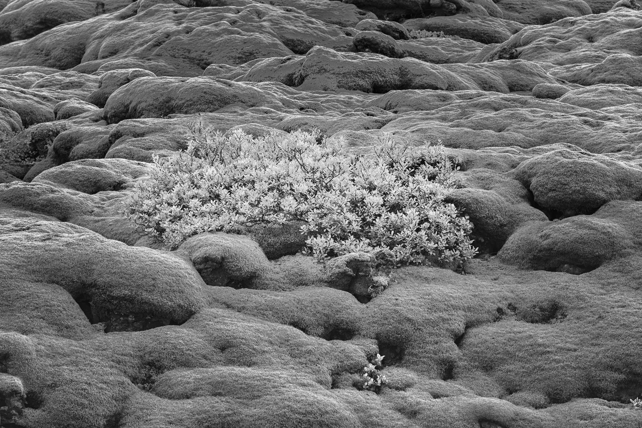 Moss Ocean