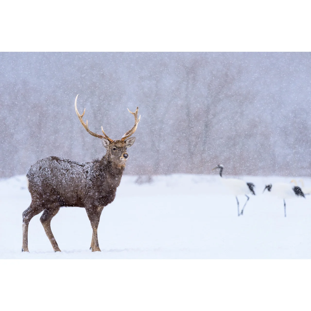 Ezo Deer