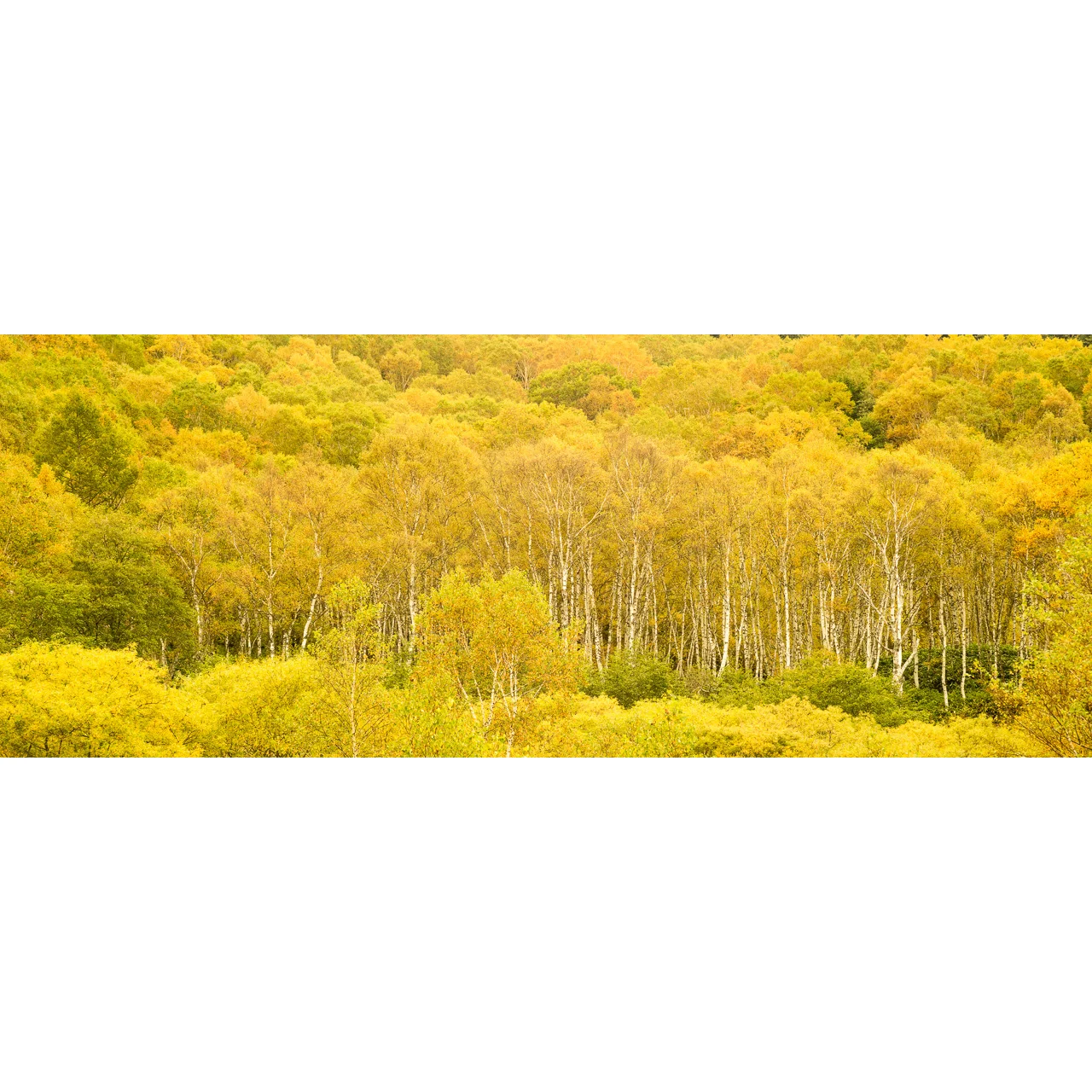 Yellow Birches