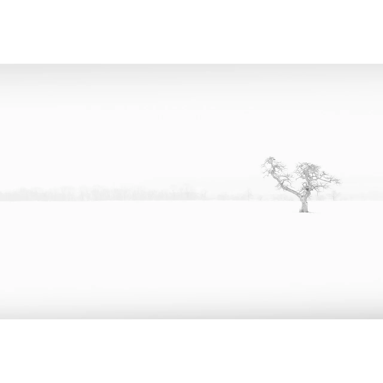 Lone Tree