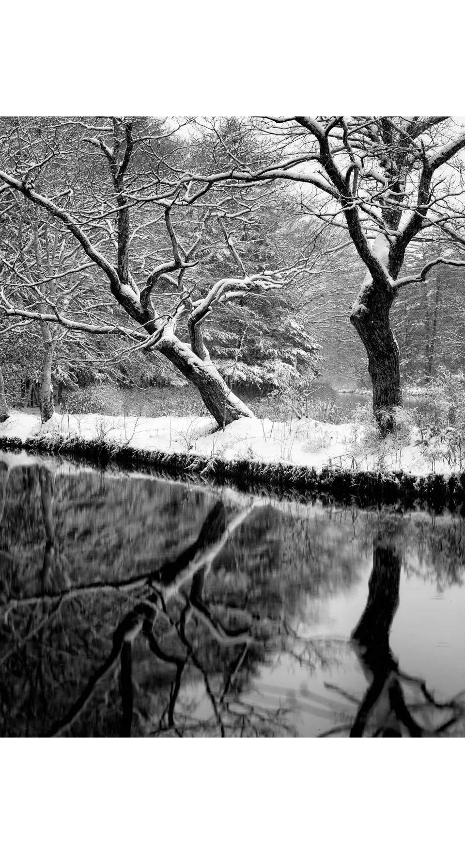 Winter Trees