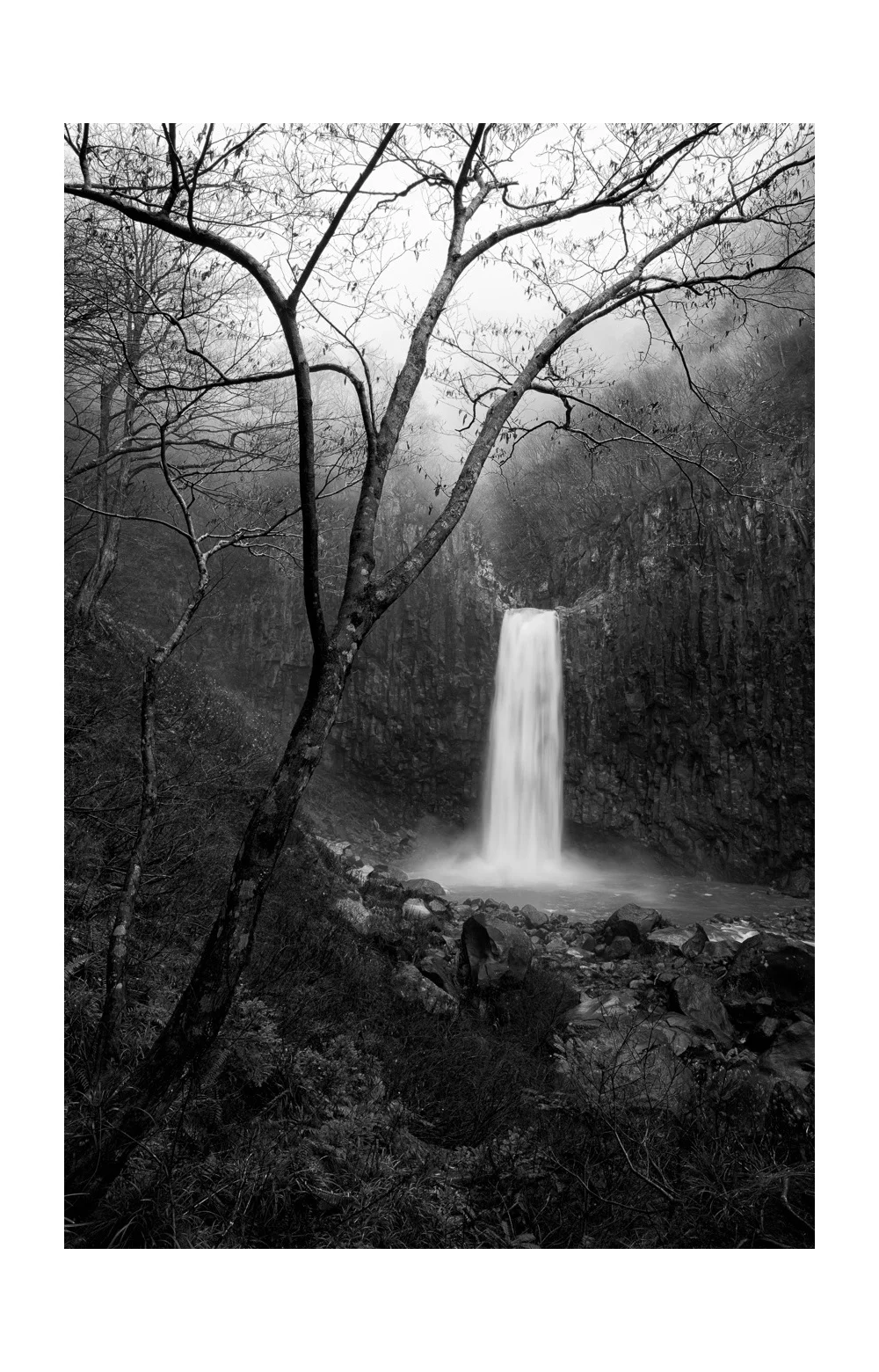 Tree and Mist