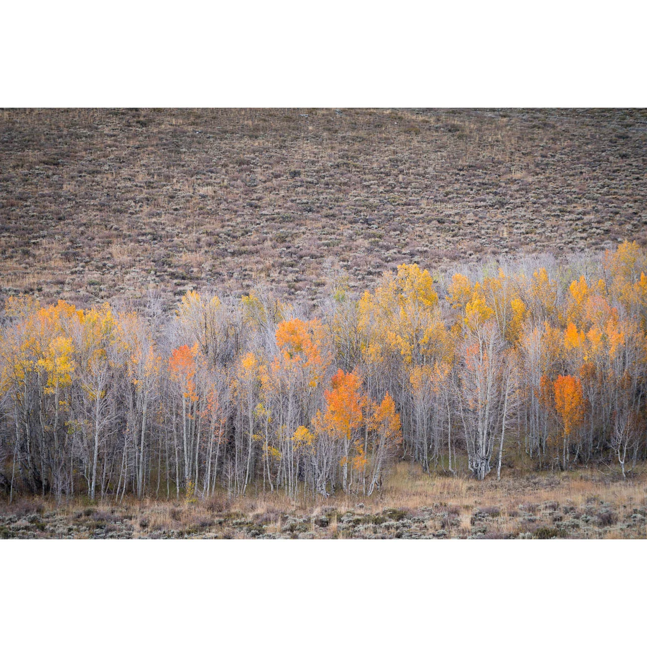 Dunderberg Meadow, Lee Vining 2015
