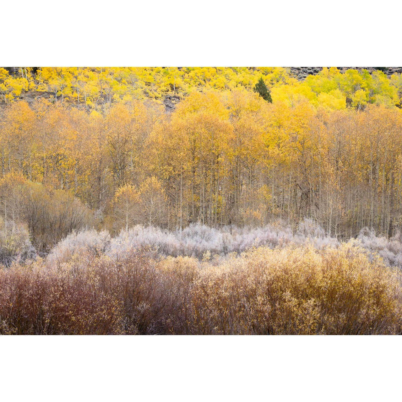 Harmony, Rush Creek 2015