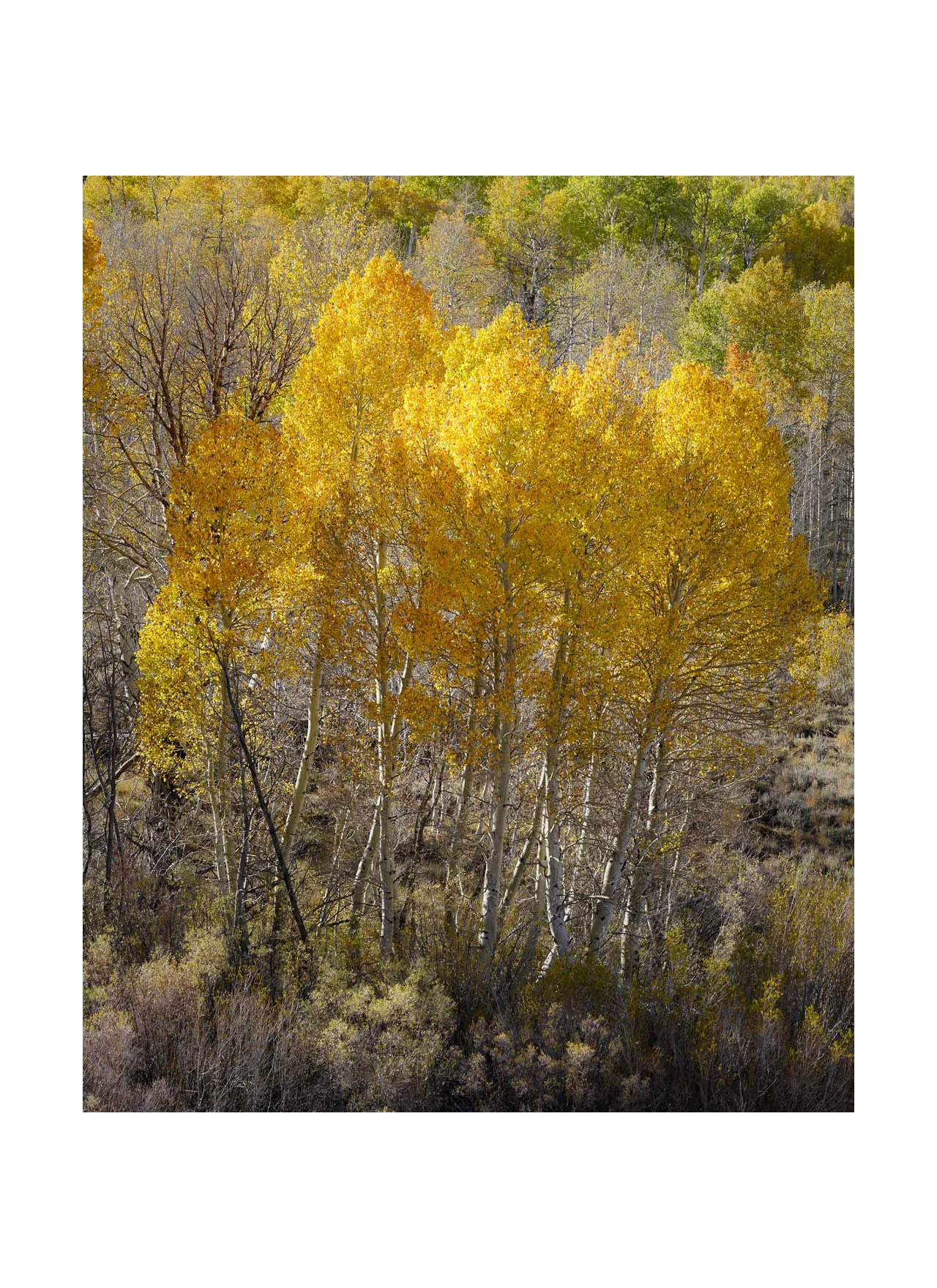 Aspens, Conway Summit 2015