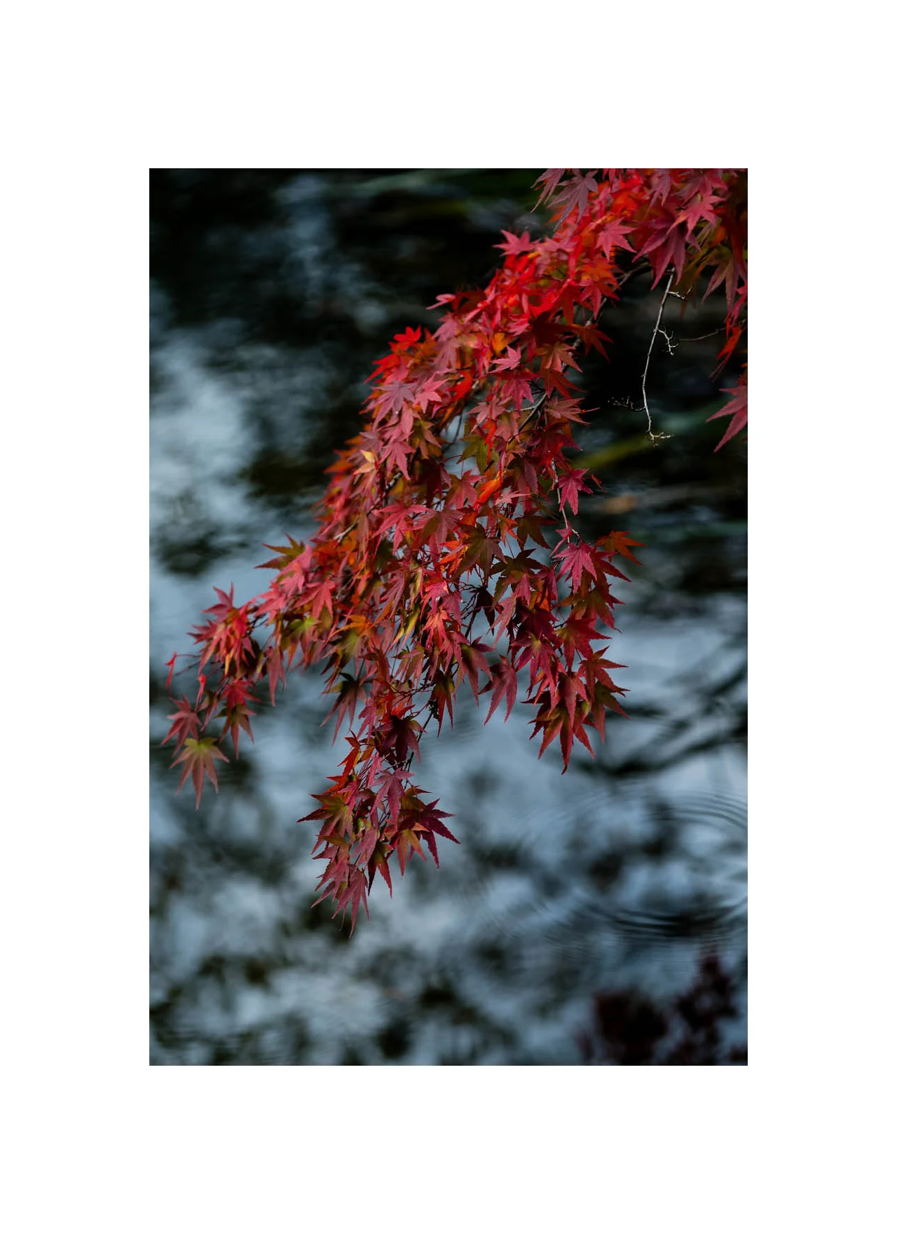 Maple Cascade, Kumoba Lake 2015