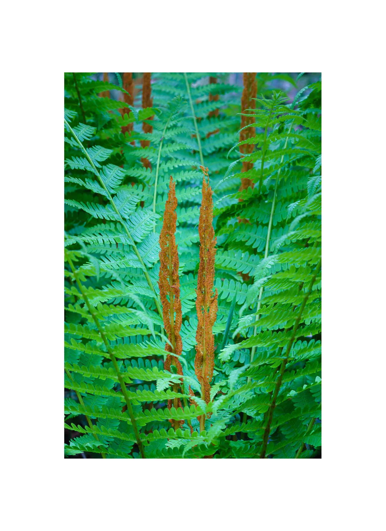 Spring Fern, Ikenodaira 2016