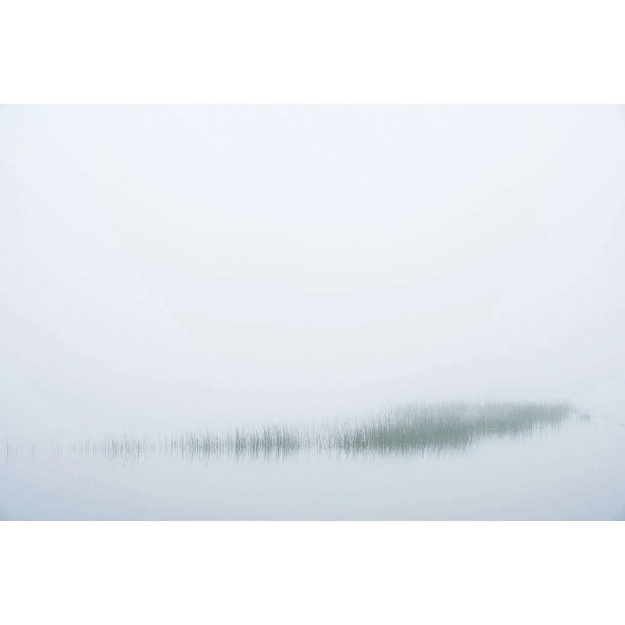 Reeds in Mist