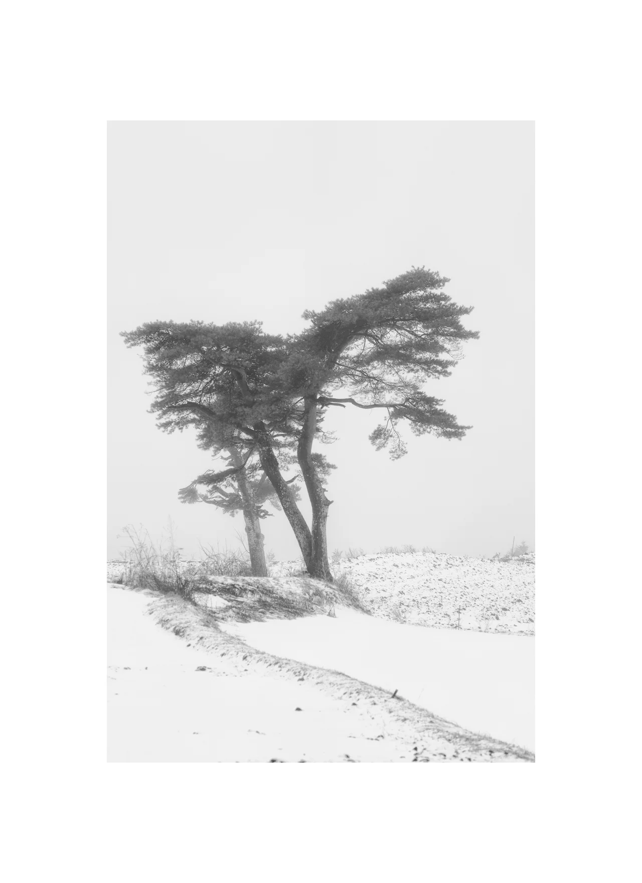 Winter Storm