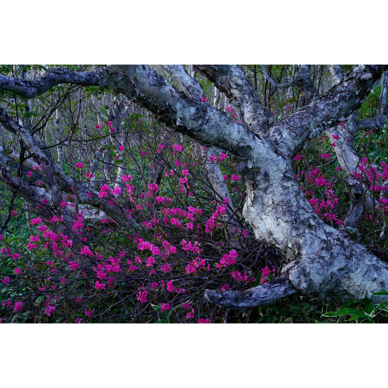 Azalea Embrace