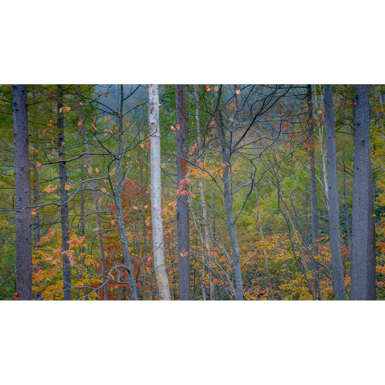 Autumn Dusk