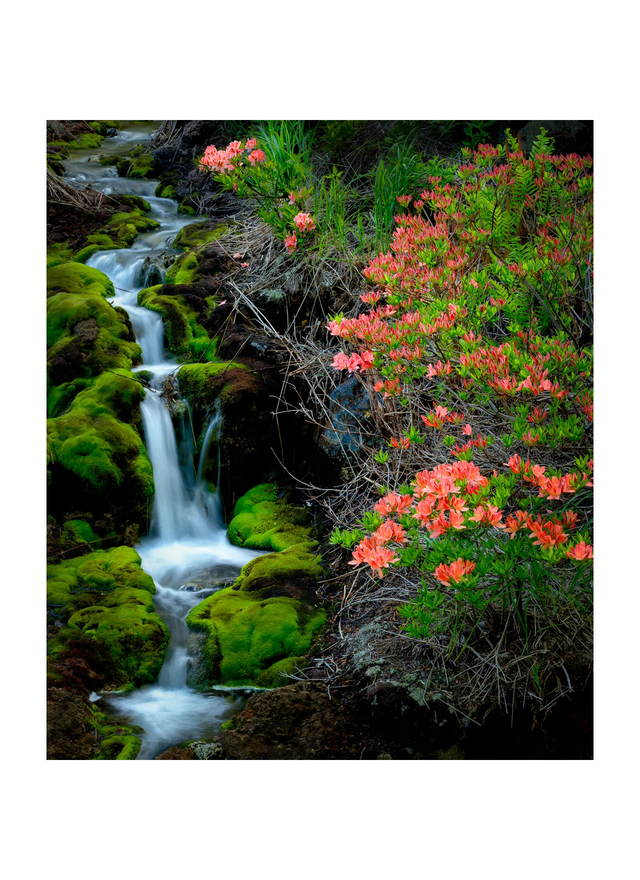 Spring Falls Chatsubomigoke Park 2018