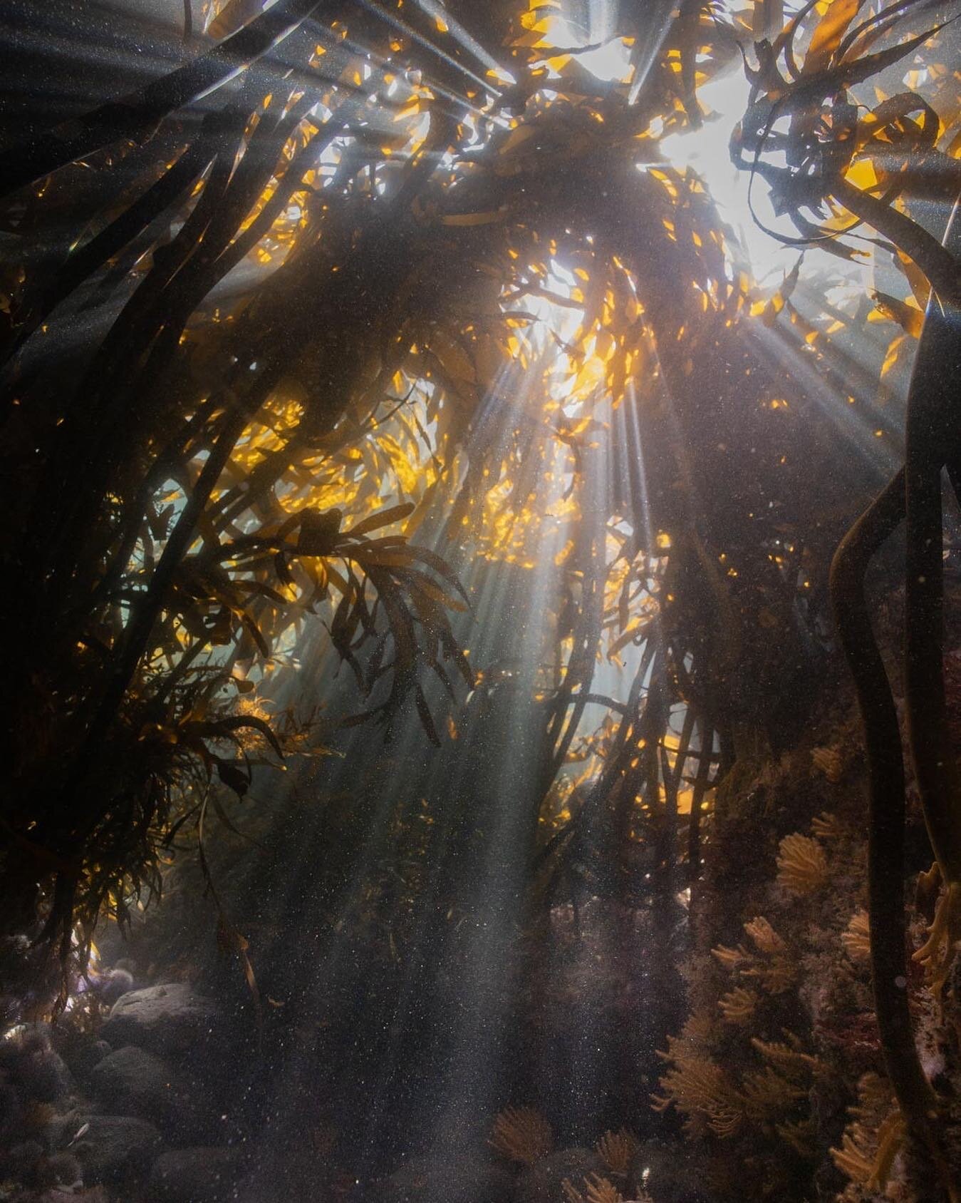 Raining light. Just wonderful to be back in the sea. The shallows are where it&rsquo;s at. 
.
.
.
.
.
.
.

#uwphoto #underwaterphoto #underwaterphotography  #nature #naturephotography #wildswimming #snorkeling #freedive #apnea #adventure  #urbanwild 