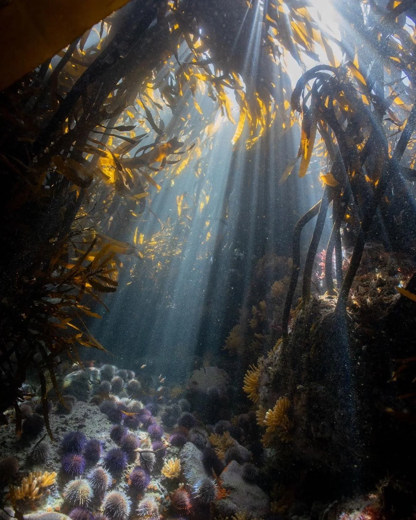 Glimpse of paradise 
.
.
.
.
.

#uwphoto #underwaterphoto #underwaterphotography  #nature #naturephotography #wildswimming #snorkeling #freedive #apnea #adventure  #urbanwild #capetown #southafrica #uwphoto #coral #reef #kelpforest #scuba #diving #ou