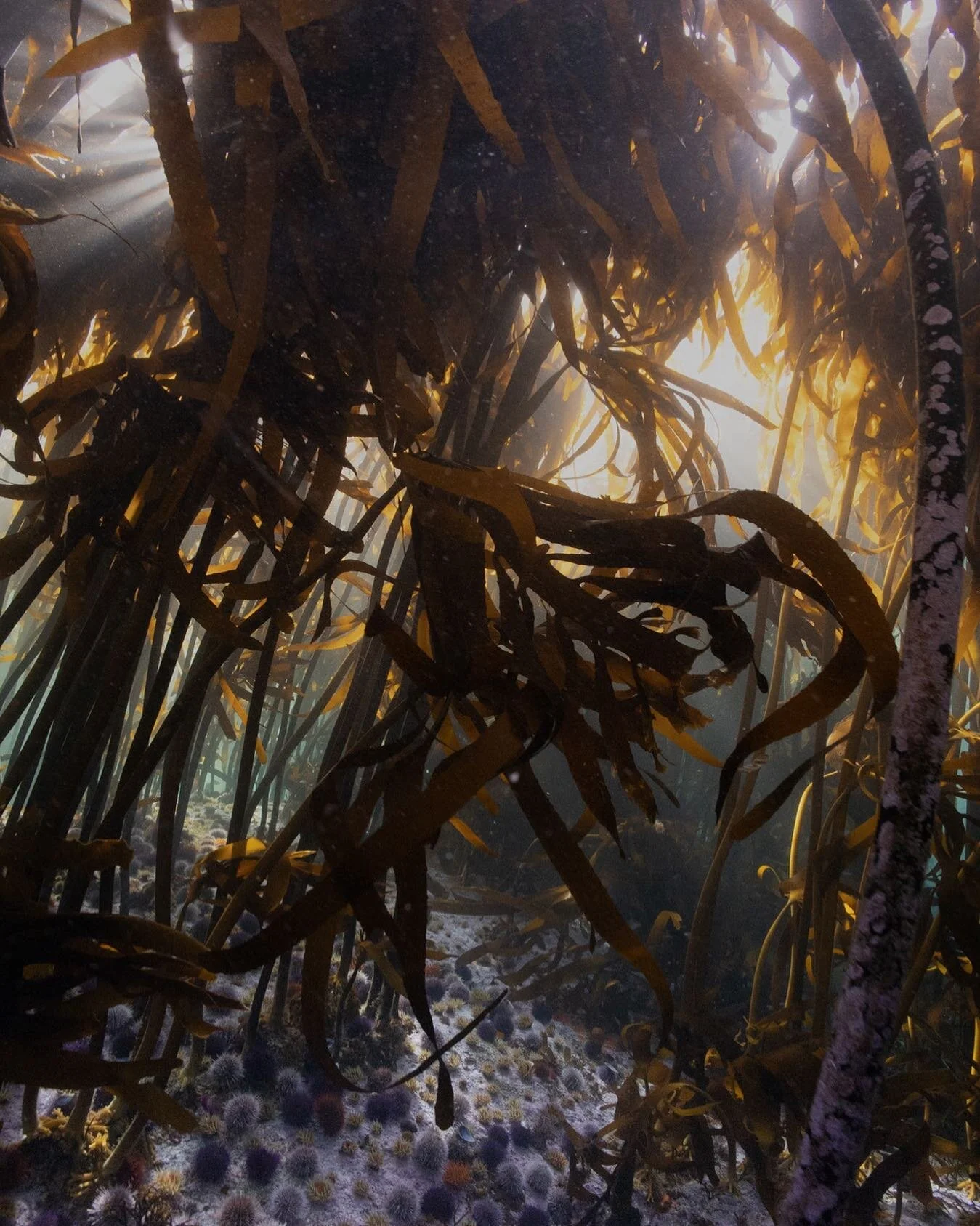 Ode to enchanted light
Pablo Neruda 
.

Under the trees light
has dropped from the top of the sky, 
light 
like a green 
latticework of branches, 
shining 
on every leaf, 
drifting down like clean 
white sand.
.
.
.
.
.
.
.

#uwphoto #underwaterphoto