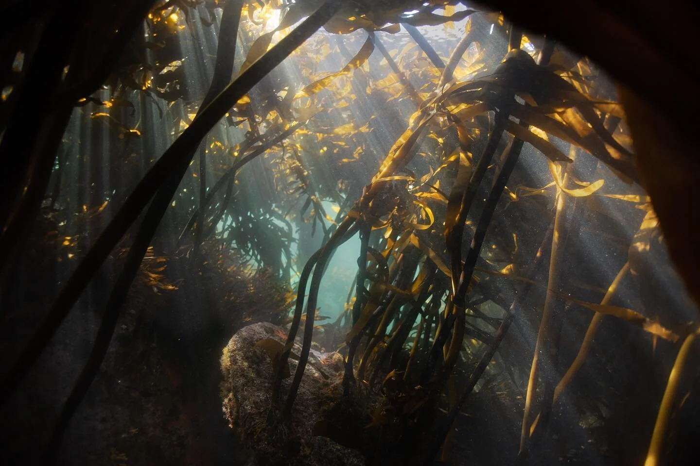 &lsquo;The sea. Nothing else. Walls ruptured. Sea. Water tumbling.&rsquo;
Ethel Adnan 
.
.
.
.
.
.

#uwphoto #underwaterphoto #underwaterphotography  #nature #naturephotography #wildswimming #snorkeling #freedive #apnea #adventure  #urbanwild #capeto
