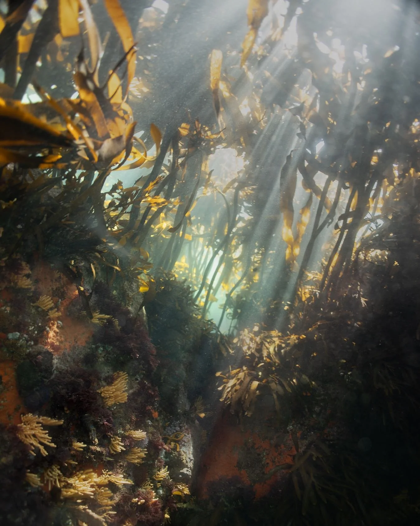Something happened with the lighting in this photo that I don&rsquo;t really understand but love the effect none the less. My favourite little amphitheatre at Windmills. 
.
.
.
.
.
.
.

#uwphoto #underwaterphoto #underwaterphotography  #nature #natur