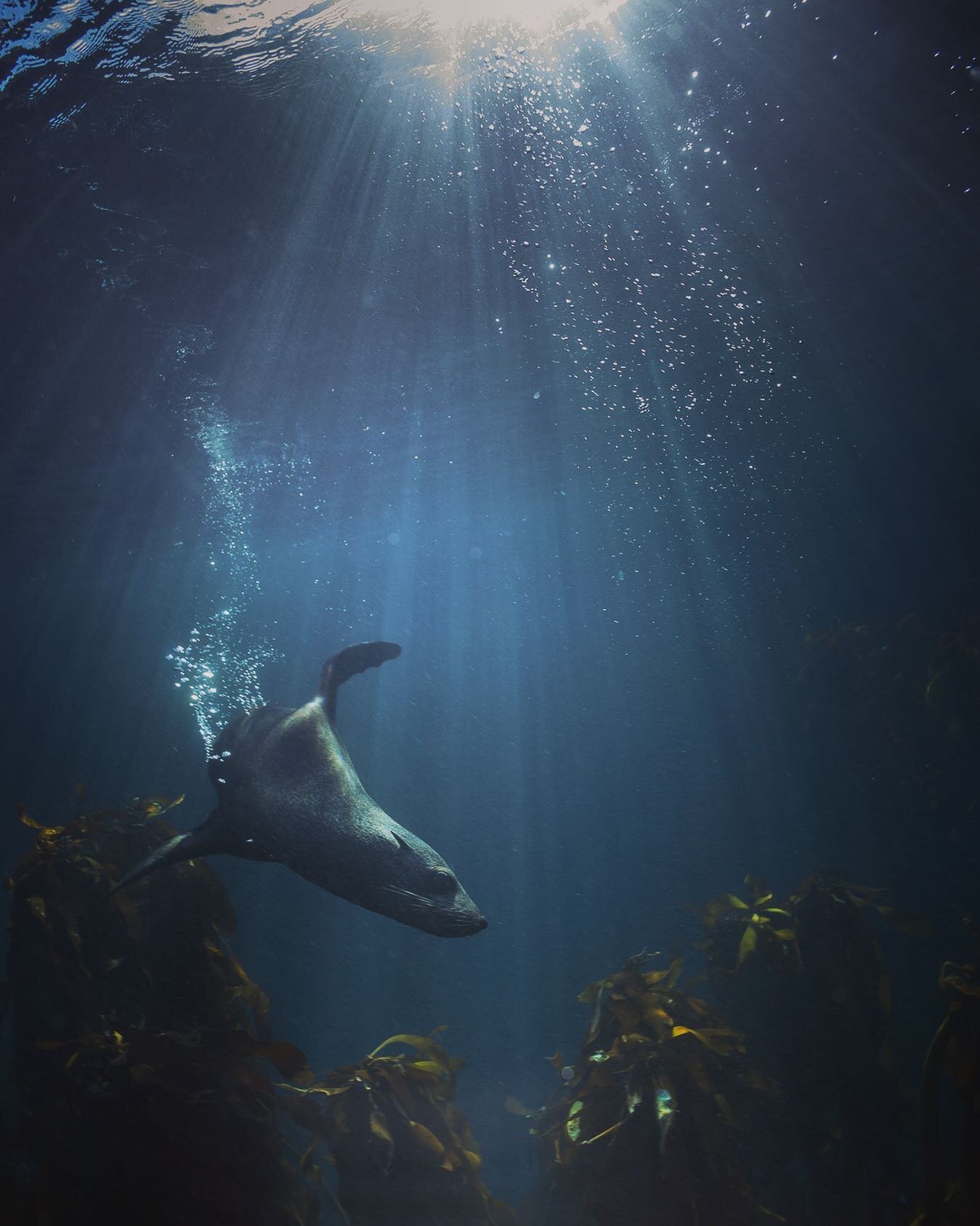 &lsquo;I dream in water colour 
Dance in blurred tones
With each stroke I glide 
Moved by inspiration&rsquo;
.
Christy Ann Martine
.
.
.
.
.
.
.

#uwphoto #underwaterphoto #underwaterphotography  #nature #naturephotography #wildswimming #snorkeling #