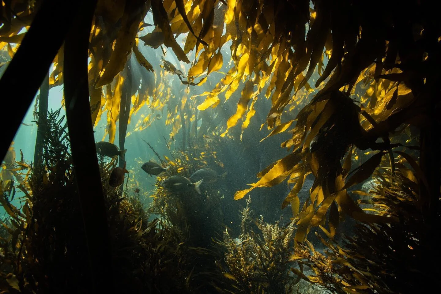 What a wonderful world.
.
.
.
.
.

#uwphoto #underwaterphoto #underwaterphotography  #nature #naturephotography #wildswimming #snorkeling #freedive #apnea #adventure  #urbanwild #capetown #southafrica #uwphoto #coral #reef #kelpforest #scuba #diving 