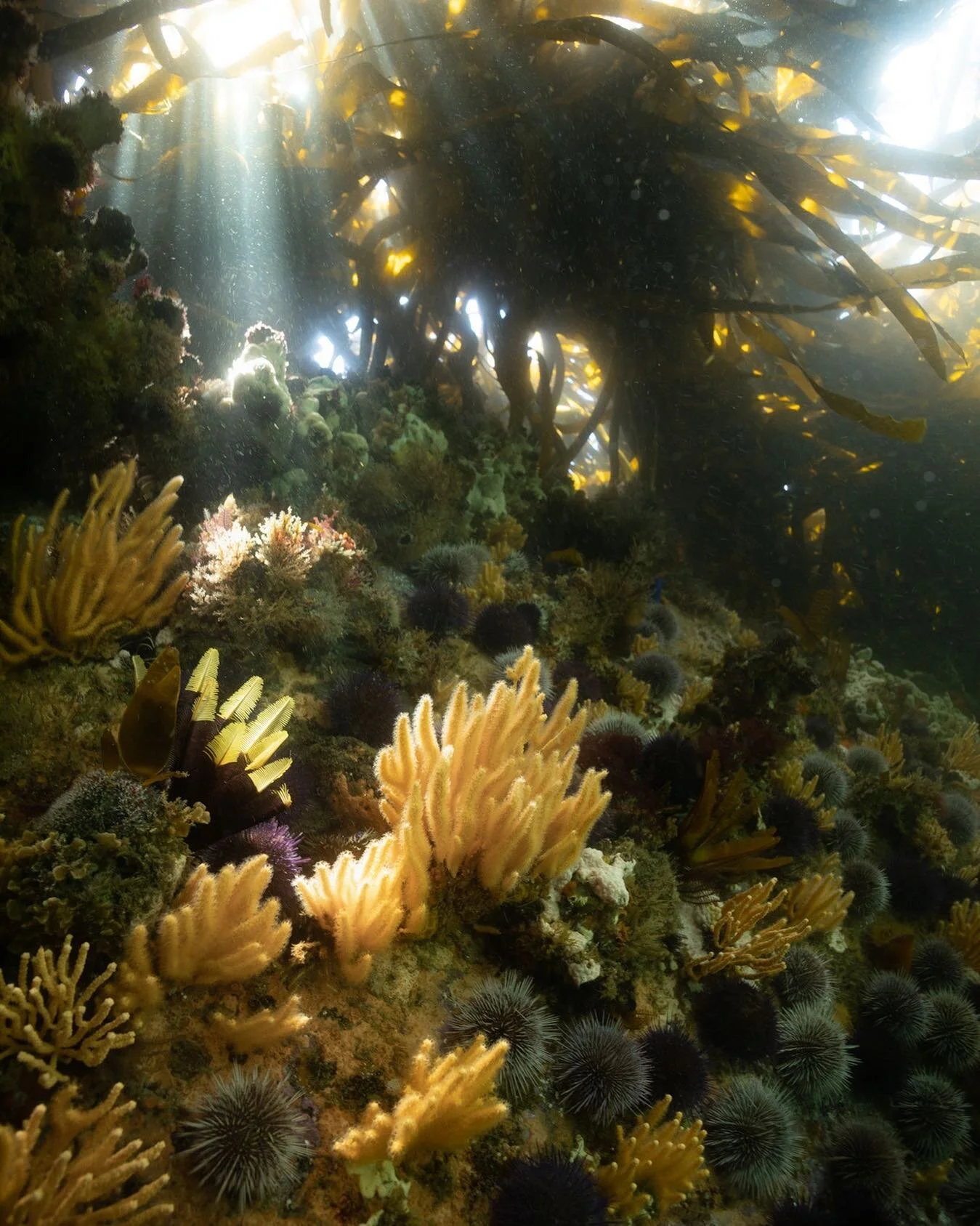 All the gold and yellows in the universe. It was murky murks deluxe on this dive, as in green sludge, and then here was this little moment of clarity tucked under the kelp. 
.
.
.
.
.
.

#uwphoto #underwaterphoto #underwaterphotography  #nature #natu