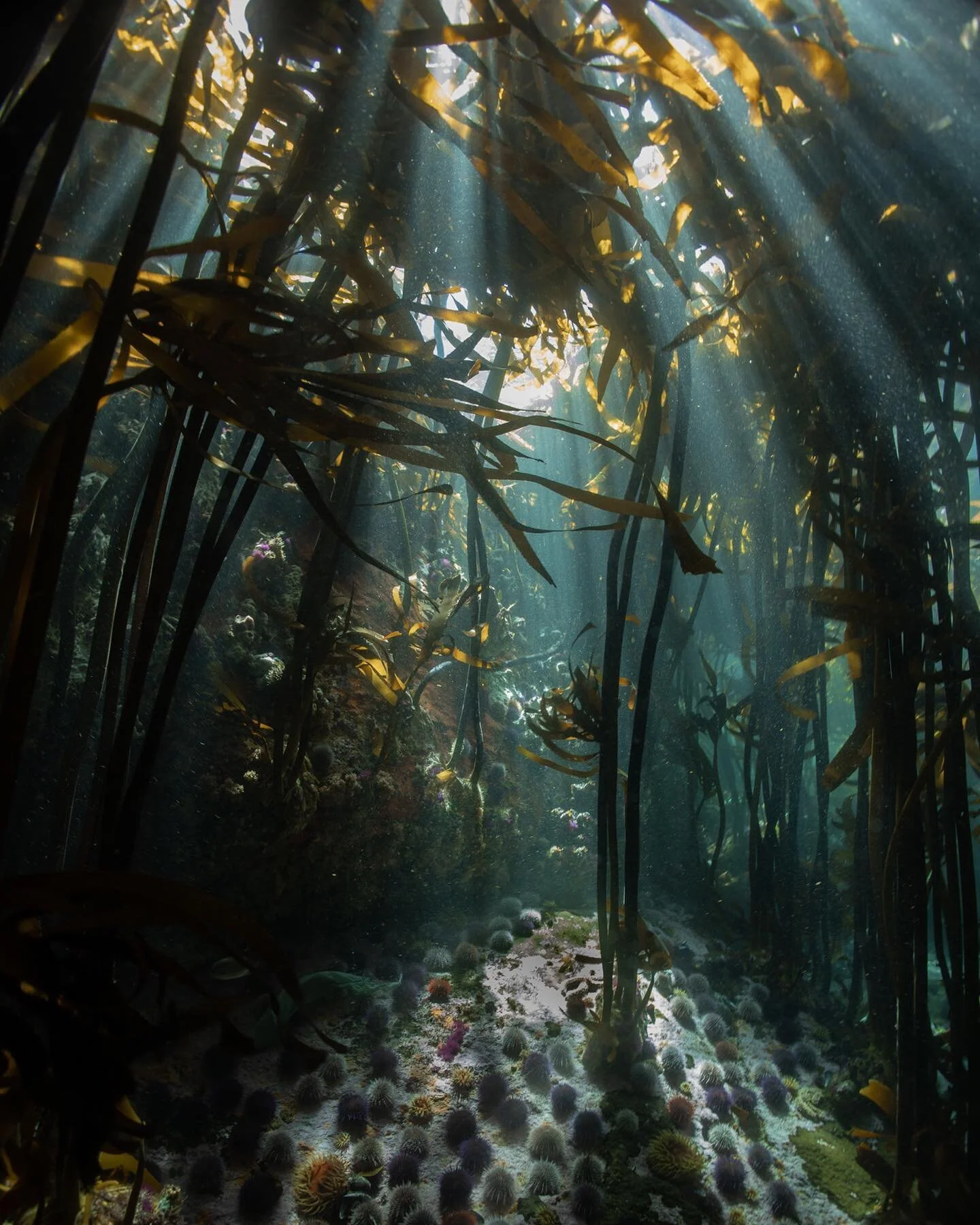 Foresting. Far from the loud tourists who block your view and bad drivers on Fishhoek main road and the walkers with overbred and over heating dogs. T&rsquo;is the season to be jolly - ha ha ha. 
.
.
.
.
.
.

#uwphoto #underwaterphoto #underwaterphot