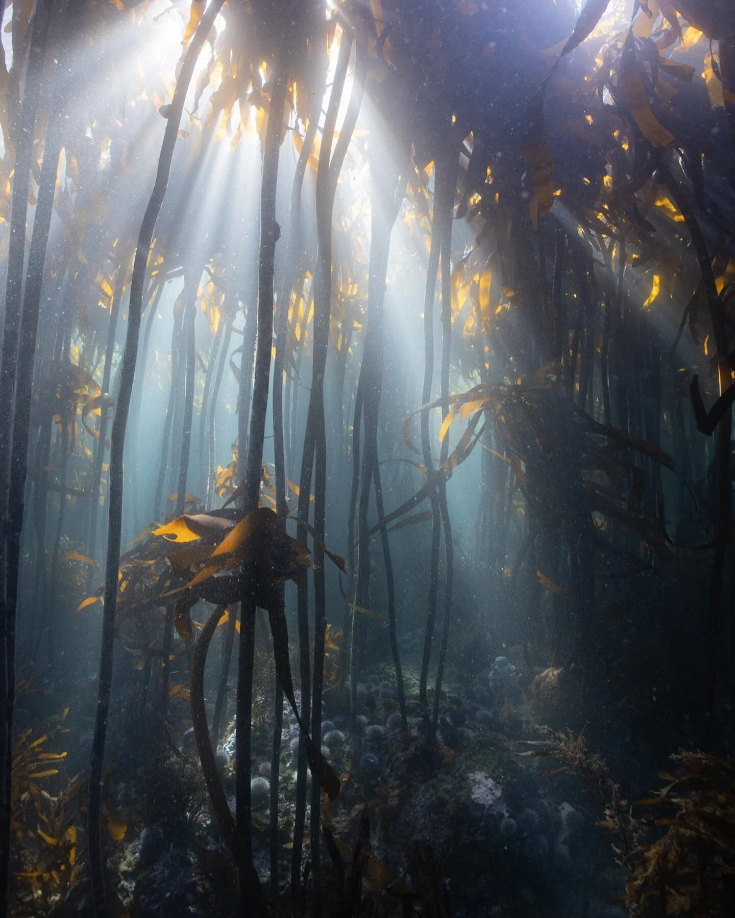 Just there. Under the surface.  The only other place I have been that refracts and bends light like this is the NamibRand in Namibia at sunrise, sunset and when storms roll in. A deeply special place that I would visit as often as I do the sea if I c