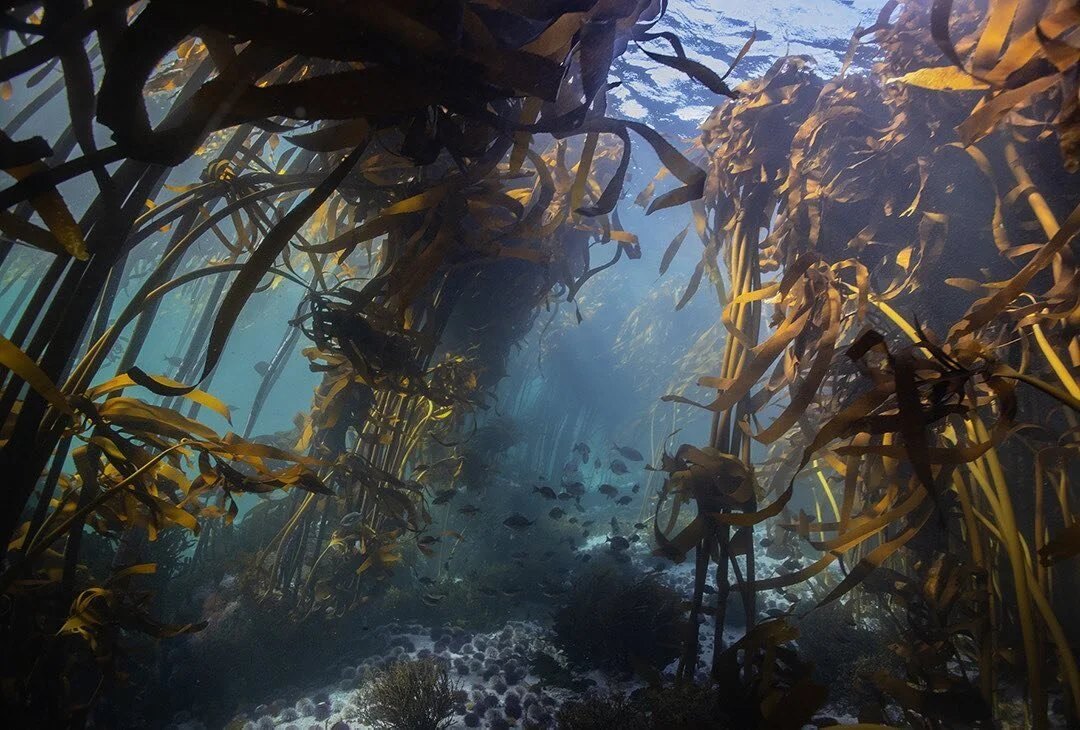 Enough
David Whyte 
.
Enough. These few words are enough.
&nbsp;&nbsp;&nbsp;&nbsp;&nbsp;If not these words, this breath.
&nbsp;&nbsp;&nbsp;&nbsp;&nbsp;&nbsp;&nbsp;&nbsp;&nbsp;&nbsp;If not this breath, this sitting here.

.
.
.
.
.
.
#davidwhyte #unde