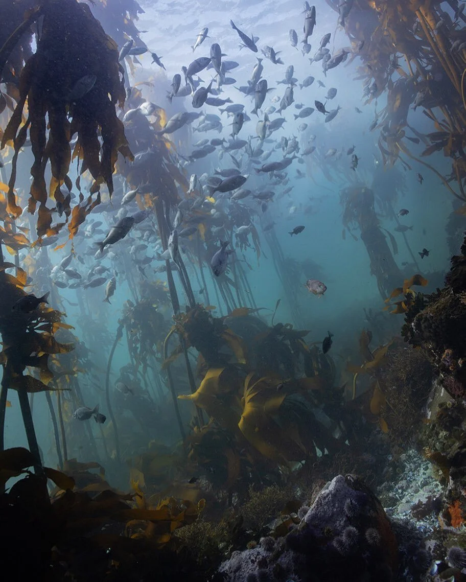 Swimming through them they part in a languid fashion circling back to just as they were. 

These fish hang in the blue-green, suspended between kelp leaves, motionless with googly eyes. Gravity doesn&rsquo;t apply. 
.
.
.
.
.
.

#underwater #underwat