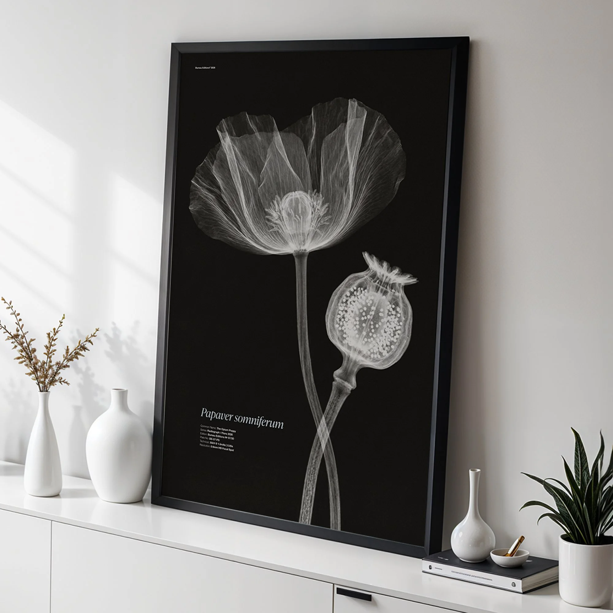 The Opium Poppy — Radiograph Series