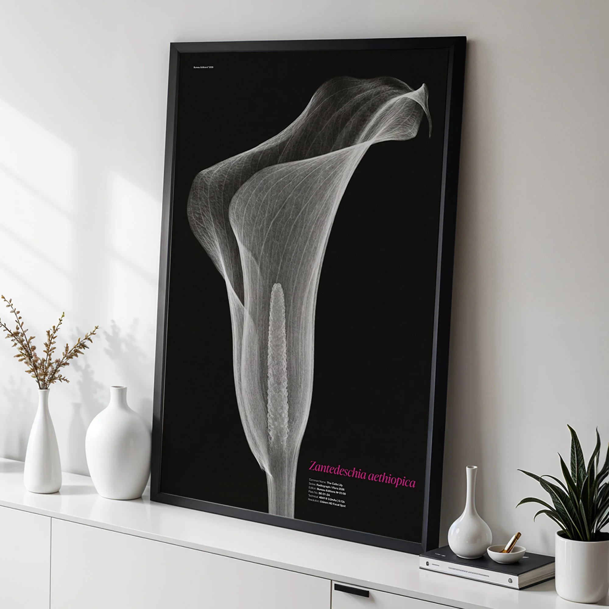 The Calla Lily — Radiograph Series