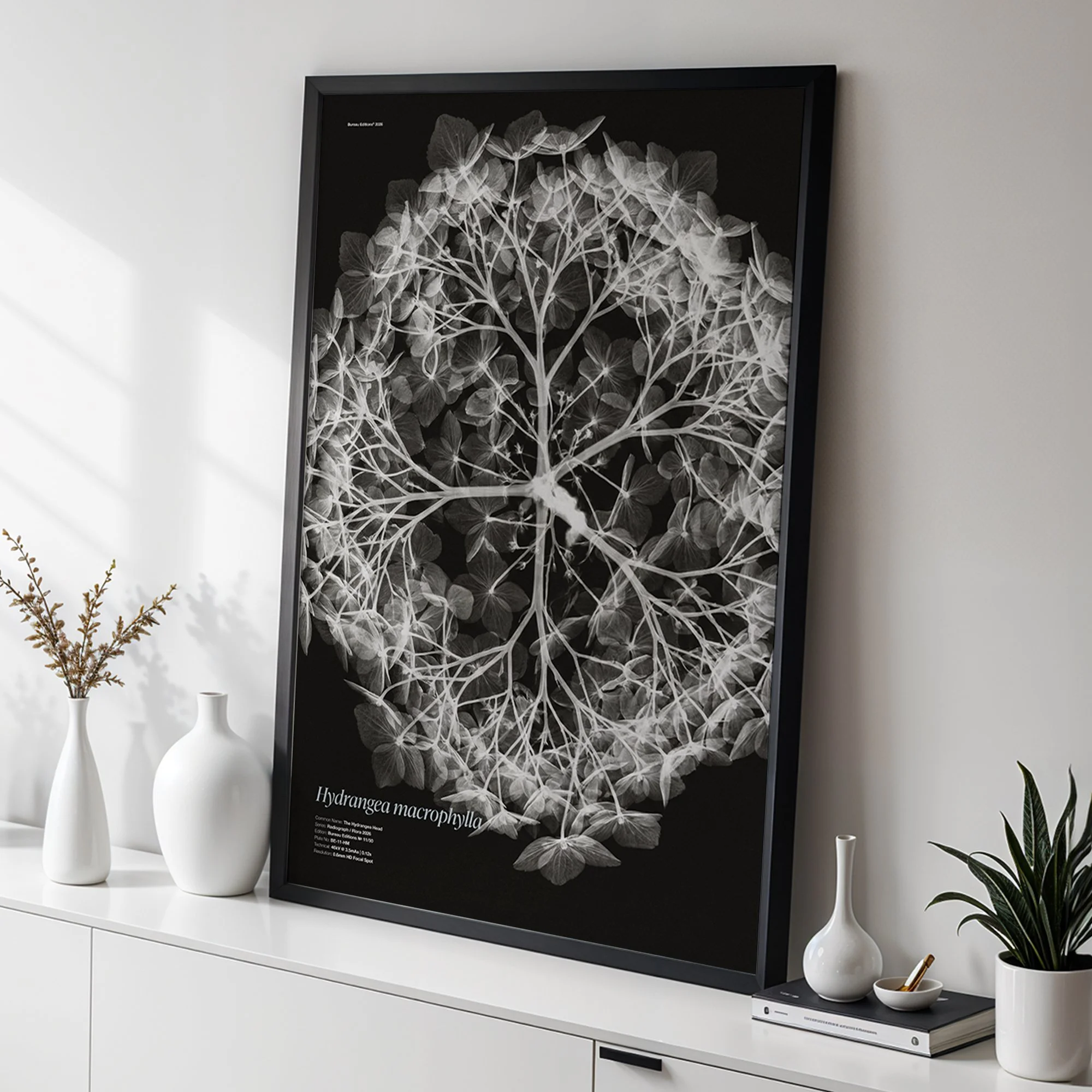 Hydrangea Head — Radiograph Series