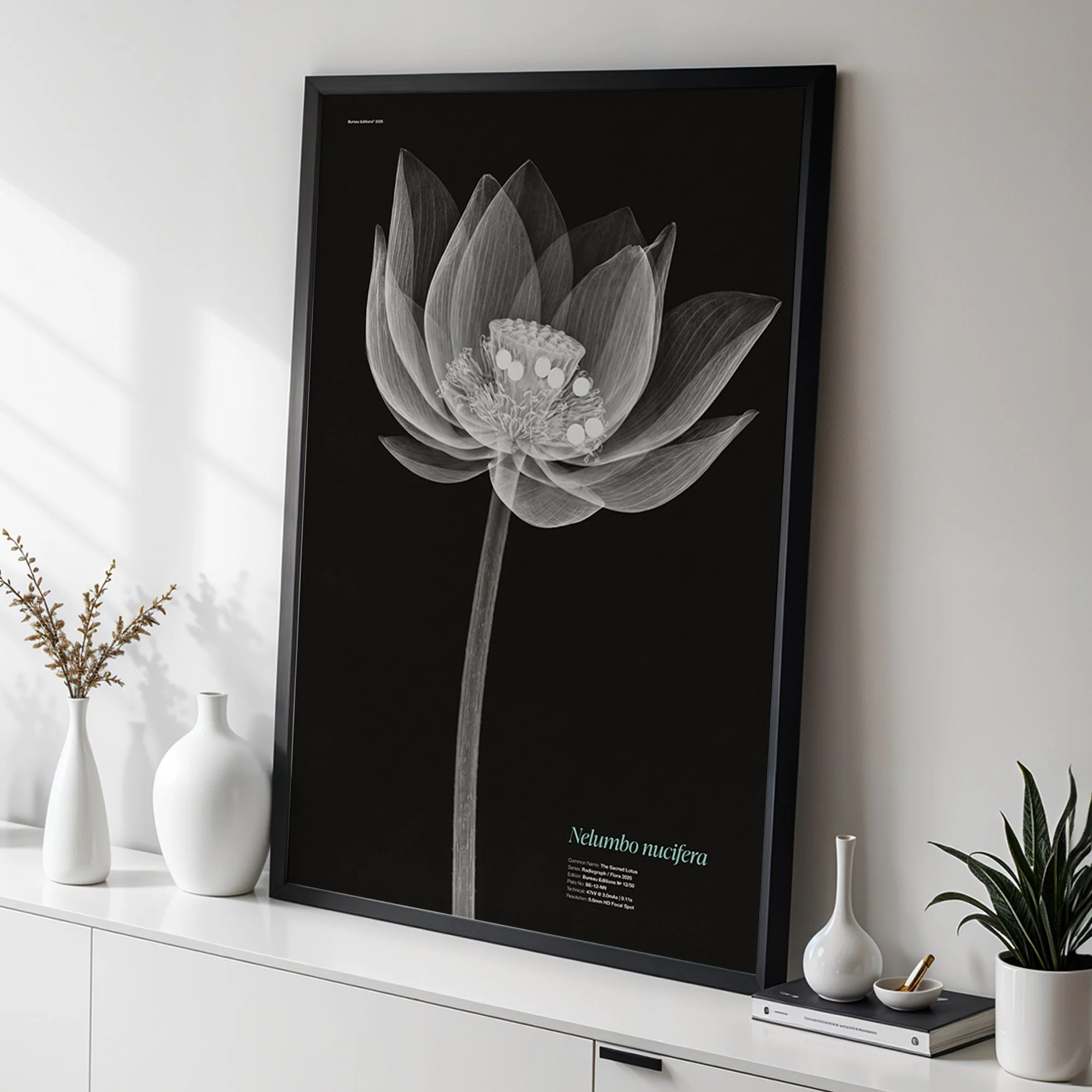 The Lotus — Radiograph Series