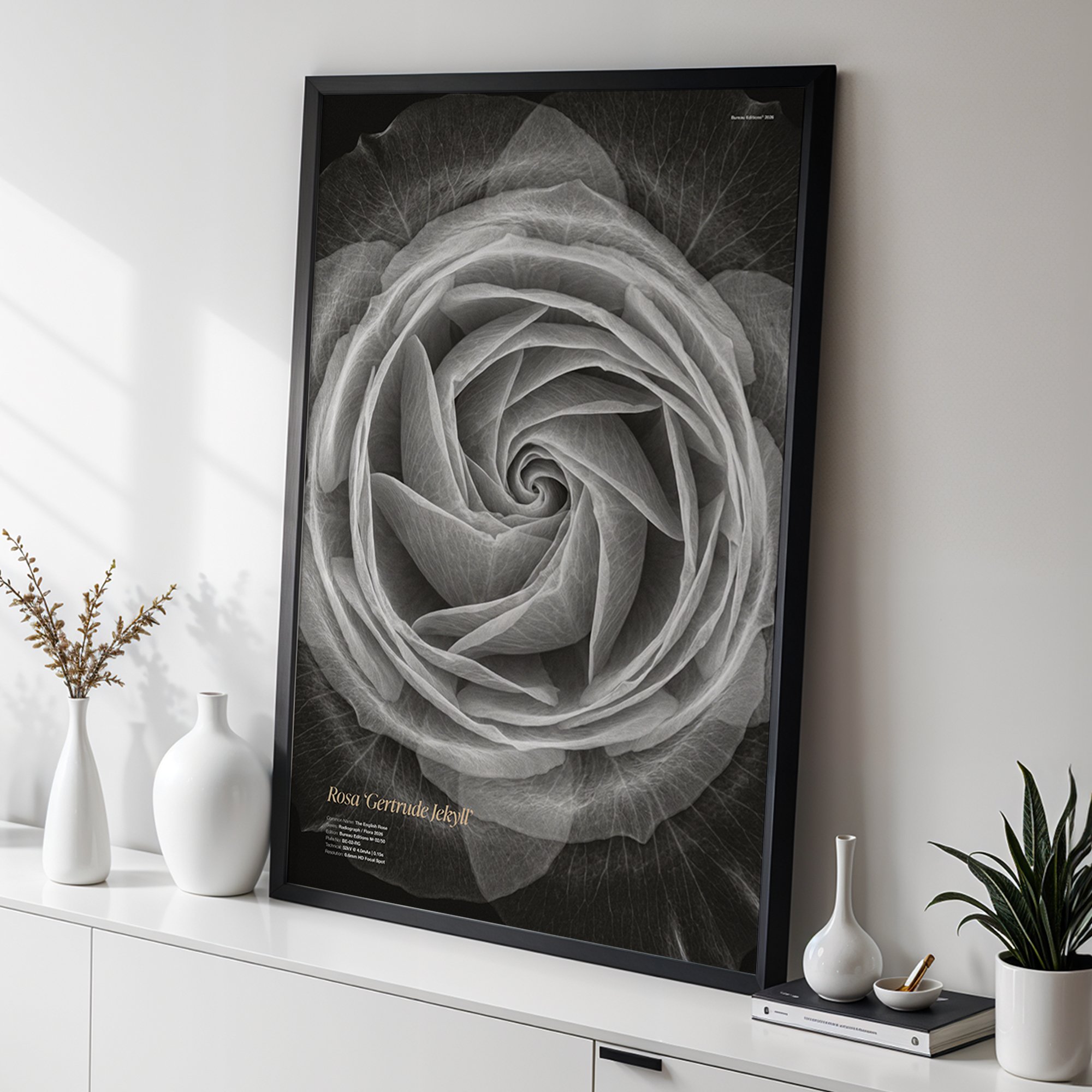The English Rose — Radiograph Series