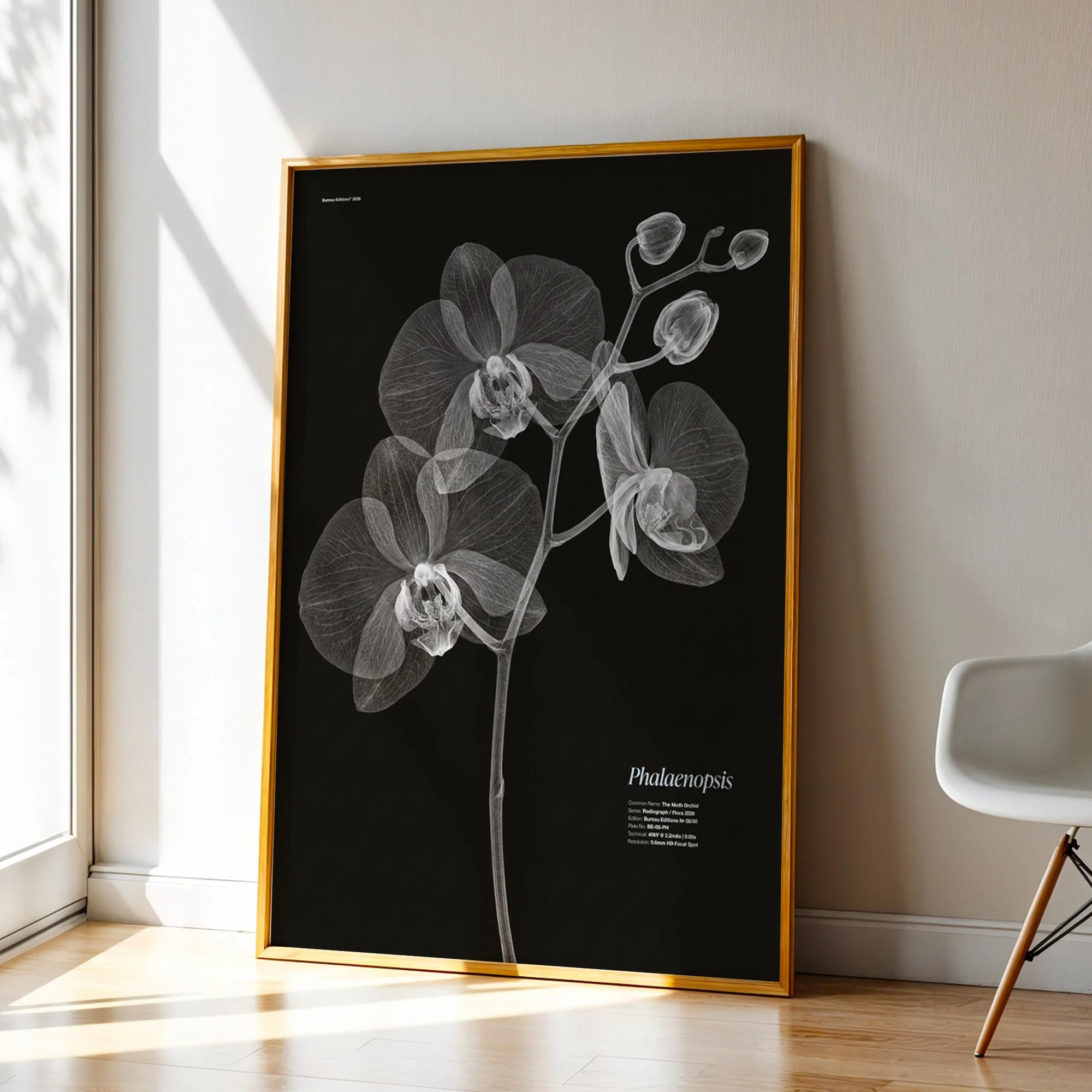 BioDigital_The Moth Orchid_Frame 43.jpg