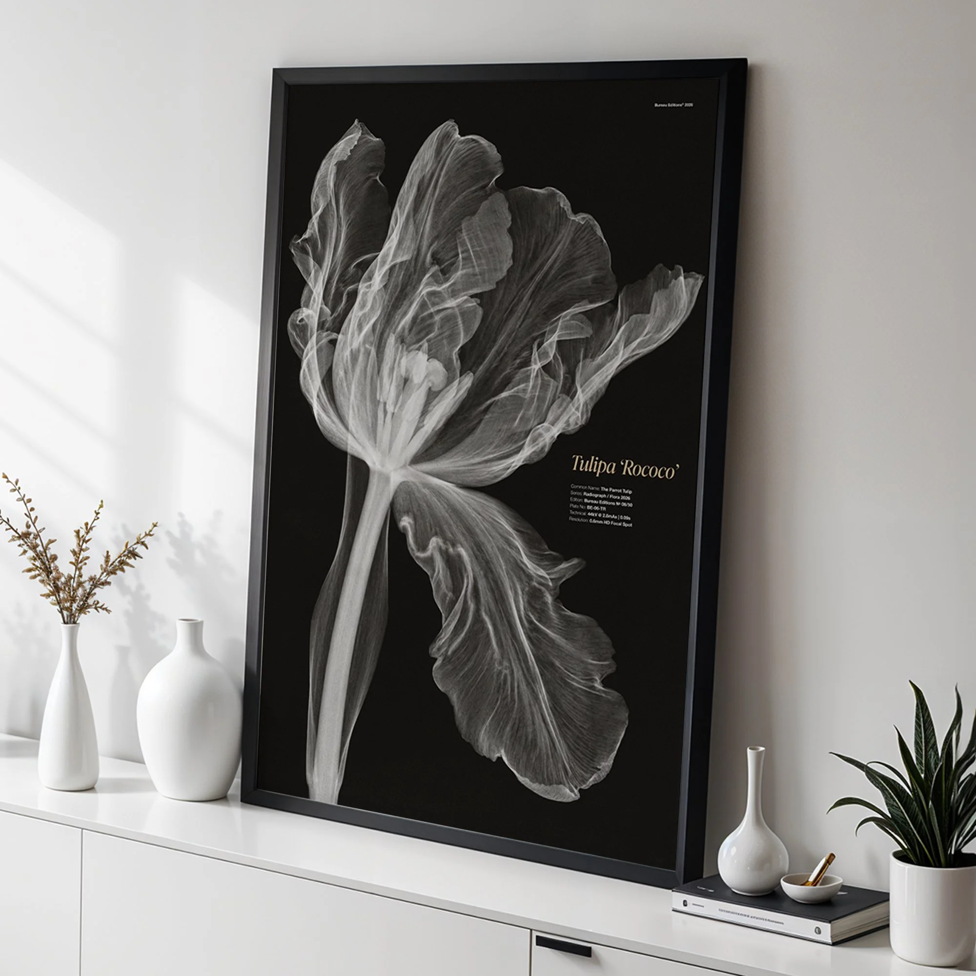 The Parrot Tulip — Radiograph Series