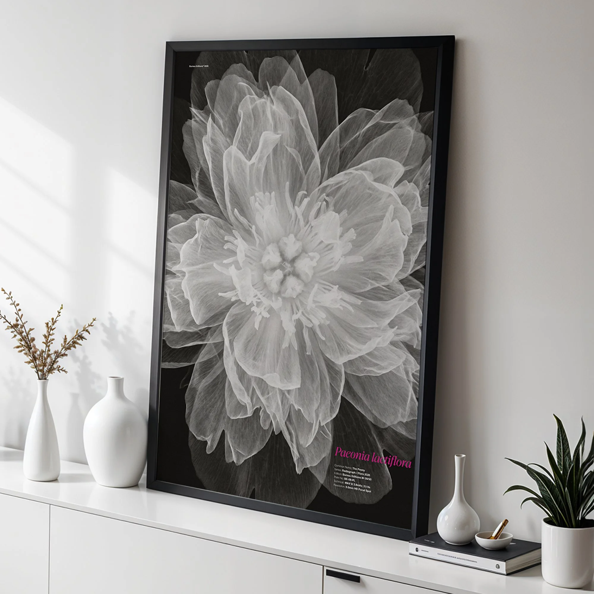 The Peony — Radiograph Series